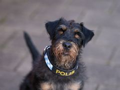 Årets polishund 2025 Foto: Daniel Persson