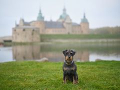 Årets polishund Ivan Foto Daniel Persson