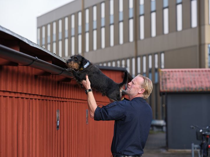 Årets polishund 2025 specialsökhunden Ivan under arbete, tillsammans med sin förare Fredrik Lindqvist. Foto: Daniel Persson
