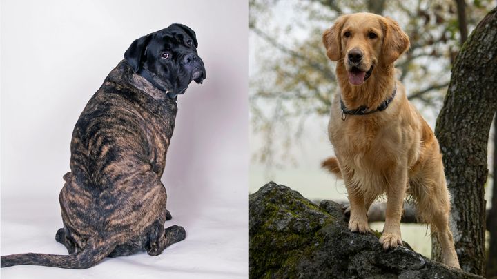 På bilden en cane corso och en golden retriever. Båda hundraserna får nu mentalindex.