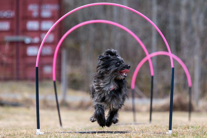 Berger des pyrénées-tiken Vynn springer genom bågar, hoops.