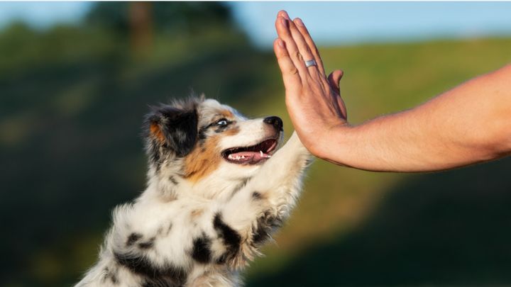 Hund gör high five med en människa.
