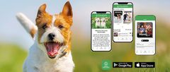 En glad Jack Russel och tre olika mobilvyer av Hundsport-appen