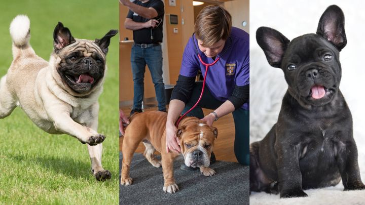 En hoppande mops, en engelsk bulldogg som får sina lungor lyssnade på av en veterinär och en fransk bulldogg. Veterinären på bilden i mitten är Jane Ladlow, upphovspersonen bakom andningstestet Respiratory Function Grading, RFG.