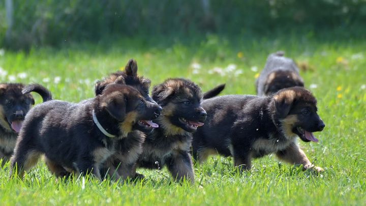 En grupp tysk schäferhundvalpar.