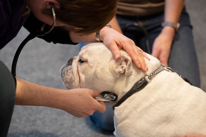 RFG-Schemes upphovsperson veterinären Jane Ladlow lyssnar på en engelsk bulldoggs andning med stetoskop.