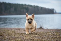 En västgötaspetsvalp springer på en strand. I bakgrunden en sjö och skog.