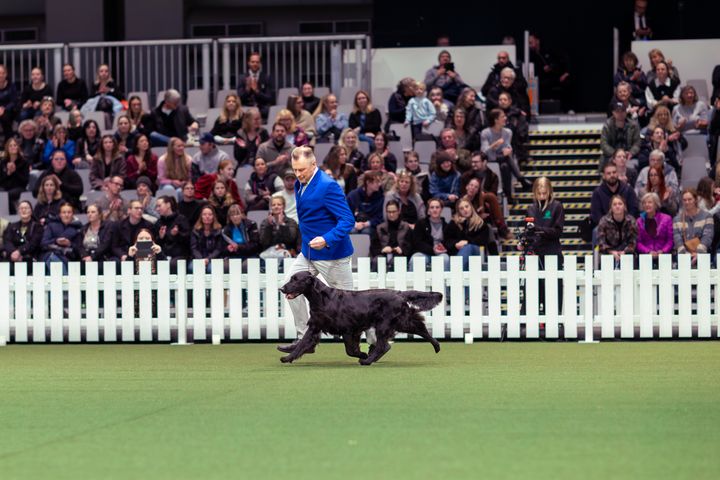 Flatcoated retrievern Caci's Fifty Shades Of Music står ofta högt på prispallen. Här springer han i finalringen på Stockholm Hundmässa 2025.