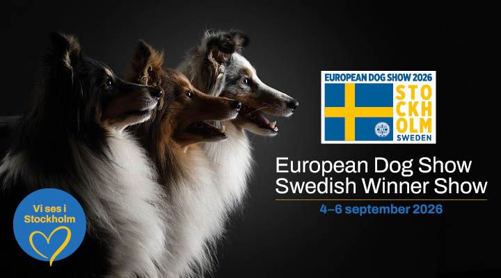 Två colliehuvuden i profil mot mörk bakgrund. Logotyp för European Dog Show och Swedish Winner Show i förgrunden