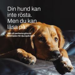 SKKs Valkompass 2026. Din hund kan inte rösta. Men du kan läsa på.