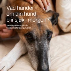 SKKs Valkompass 2026. Vad händer om din hund blir sjuk i morgon?