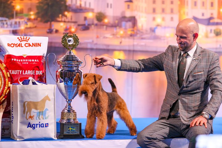 Best in Show på European Dog Show 2026 blev lakelandterriern Nordlicht Von Den Schönen Bergen.