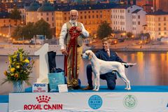Europavinnare 2026 i junior handling Aare Teiva från Estland med en pointer. Domare Gerard O' Shea.