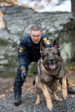 Årets polishund 2026 Sid arbetar som patrullhund i Polisregion Stockholm