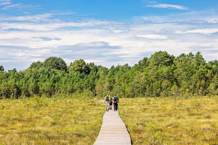 en grupp vandrare på en tillgänglig stig över träskmarken