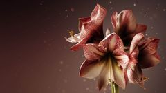 bild på glimrande amaryllis