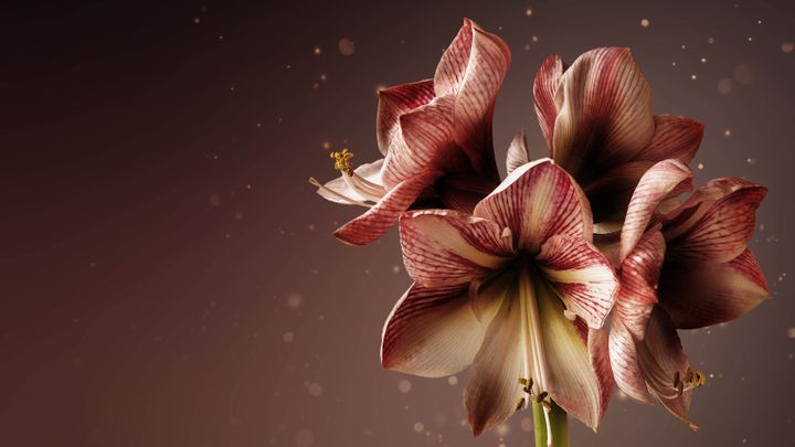bild på glimrande amaryllis