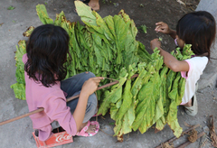 Barnarbete i tobaksproduktionen på Lombok, Indonesien. Foto: A Non Smoking Generation