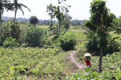 Tobaksodling på Lombok, Indonesien. Foto: A Non Smoking Generation