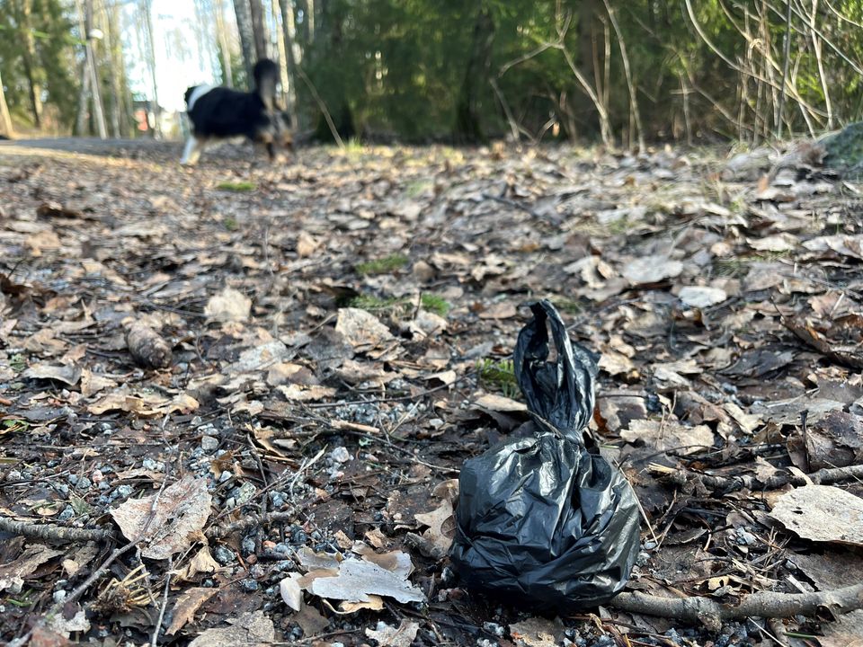hundbajs-och-nedskr-pning-vad-s-ger-lagen-h-ll-sverige-rent