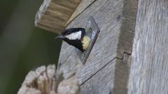 23 procent av de fågelholkar i Sverige som inventerades förra året innehöll skräp, mestadels plast.