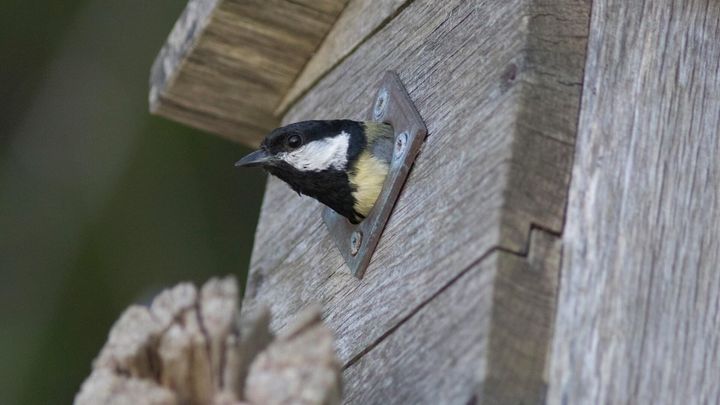 23 procent av de fågelholkar i Sverige som inventerades förra året innehöll skräp, mestadels plast.