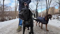 Nytt projekt av Håll Sverige Rent ska kartlägga hur skräp drabbar våra djur.