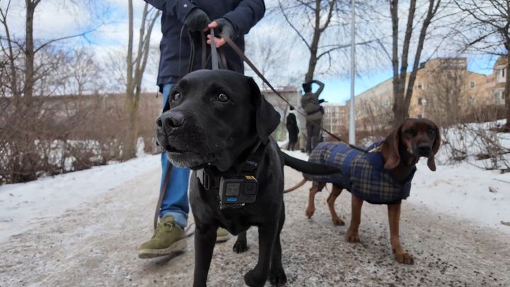 Nytt projekt av Håll Sverige Rent ska kartlägga hur skräp drabbar våra djur.