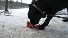 Hundar kan få trampdyneskador av glas i parker eller förgiftas av fimpar och snusprillor.