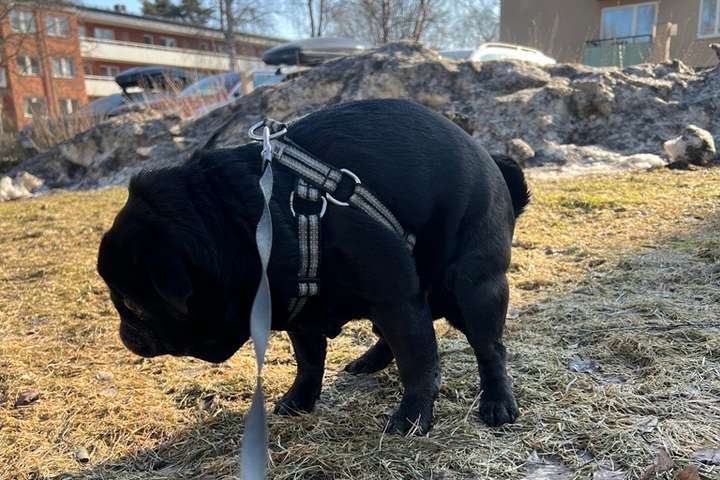 Att lämna hundbajs eller hundbajspåsar i naturen räknas som nedskräpning, så när hunden Larsson uträttar sina behov får matte plocka upp.
