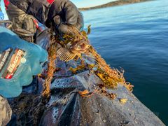 Nästan 9000 meter spöknät och drygt 2 ton annan förlorad fiskeutrustning har tagits upp från Östersjön.
