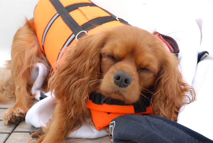 Tänk på att flytvästen ska passa hundens vikt. Lägg till några extra kilon om du har en långhårig hund, eftersom den väger mer när pälsen är blöt.