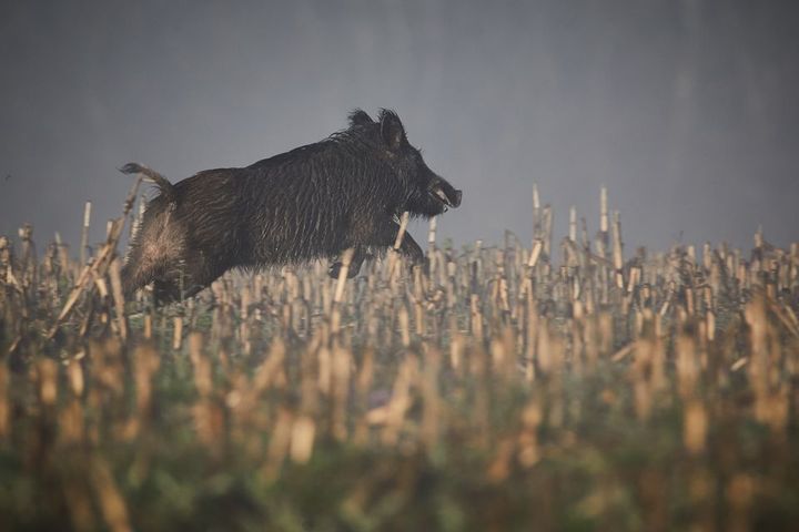 Hösten 2024 noterades rekordmånga olyckor med vildsvin.