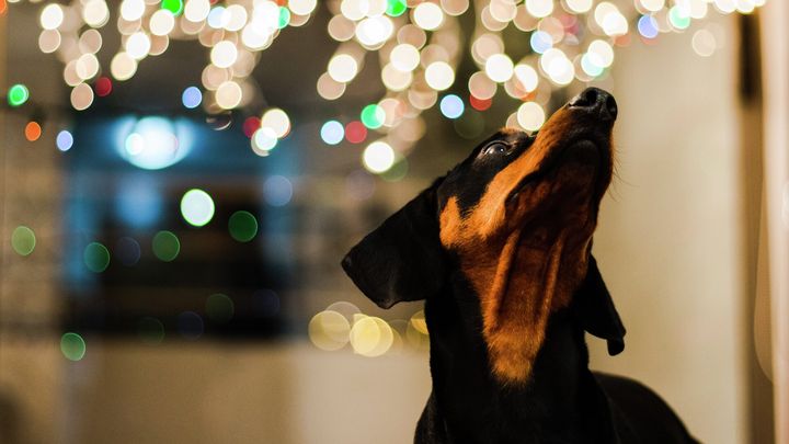 Julen förknippas ofta med gemenskap och glädje, men för många innebär den också ökad stress och oro.