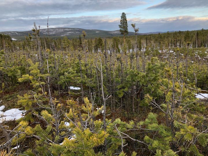 Ung tallskog hårt betad av älg. Foto: Robert Lind (Bilden får användas fritt i samband med det här pressmeddelandet.)