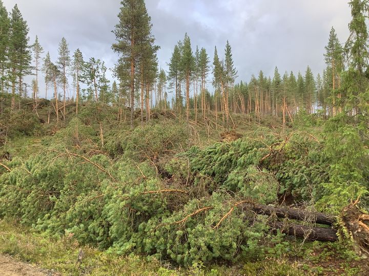 Skog som föll i ovädret Hans. Foto: Rickard Vesterlund, Skogsstyrelsen