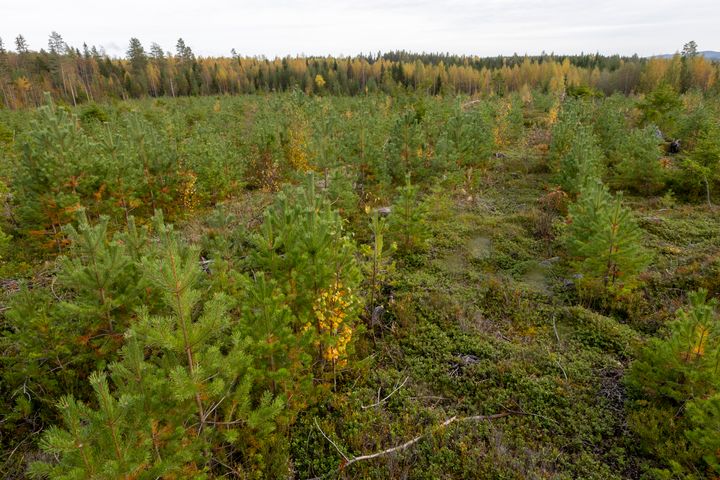 På 80 procent av den avverkade arealen får skogsbruket upp ny skog på det sätt som lagen kräver visar Skogsstyrelsens inventering. Foto: Marie Birkl (Bilden får användas fritt i samband med rapportering om den här nyheten.)