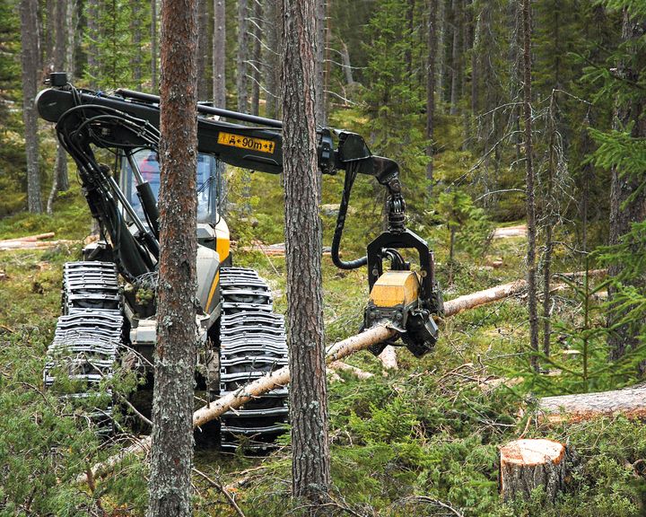 Staten föreslås vara föregångarna för hyggesfritt skogsbruk. Foto: Bo Persson (Bilden får användas fritt i samband med rapportering om den här nyheten)