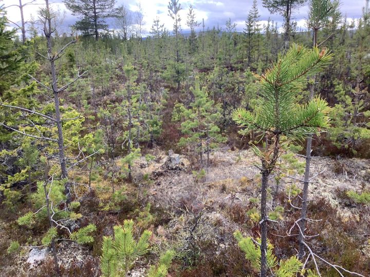 Unga tallar i Härjedalen, svårt skadade av viltbete. Foto: Maria Syrjälä (Bilden får användas fritt i samband med rapporting om den här nyheten.)