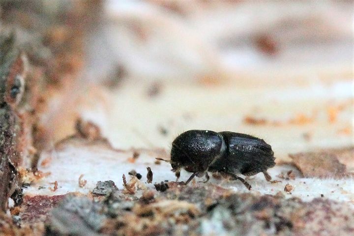 Angrepp av granbarkborren i svenska skogar har nu minskat så mycket att rekordutbrottet kan anses vara över. Foto: Mats Carlén (Bilden får användas fritt i samband med rapportering av den här nyheten.)