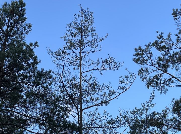 Tall på Gotland som drabbats av torkskador. Foto: Ingvar Hansson (Bilden får användas fritt i samband med rapportering om den här nyheten.)