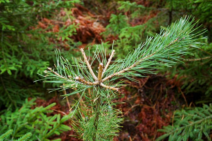 Ungtall med betad topp. Foto: Anna Petersson (Bilden får användas fritt i samband med publiceringar om den här nyheten.)