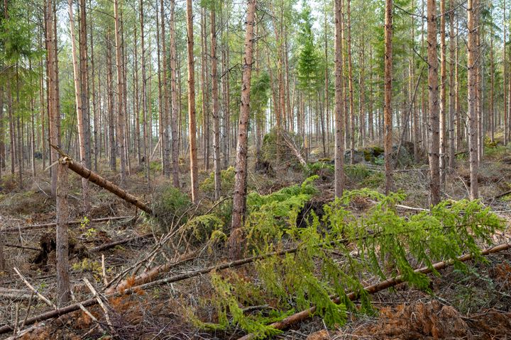 Stormfälld skog. Foto: Marie Birkl (Bilden får användas fritt i samband med rapportering om den här nyheten.)