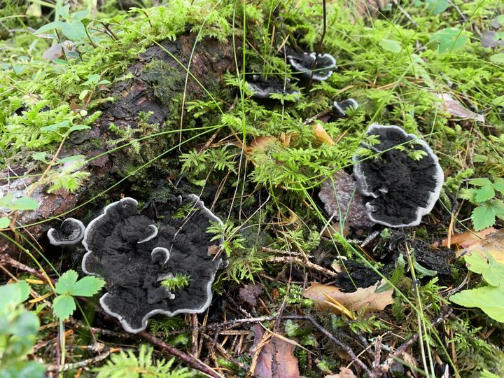 Svart taggsvamp tillhör artgruppen mykorrhizasvampar som gynnas av att träd lämnas kvar vid avverkning. Foto: Linda Vålberg, Skogsstyrelsen.