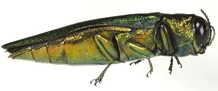 Smaragdpraktbagge (Agrilus planipennis, EAB), ska kartläggas på Gotland. Foto Connell/BFW