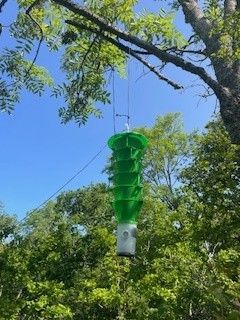 Så kallade multitrattfällor har under våren placerats ut på tre platser där det finns risk att baggen etablerar sig. Foto: Ingvar Hansson/Skogsstyrelsen