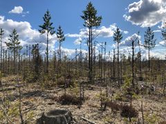 Kraftiga viltbetesskador på tallungskog utanför Vindeln i Västerbotten. Foto: Ellinor Lindmark (Bilden får användas fritt i samband med rapportering om den här nyheten)