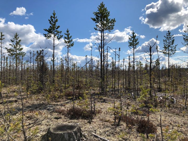Kraftiga viltbetesskador på tallungskog utanför Vindeln i Västerbotten. Foto: Ellinor Lindmark (Bilden får användas fritt i samband med rapportering om den här nyheten)