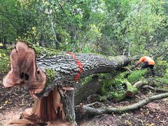 En smittad alm på Gotland har fällts för att tas om hand. Foto: Amanda Magnusson Overmark/Skogsstyrelsen (Bilden får användas fritt i samband med rapportering om den här nyheten.)