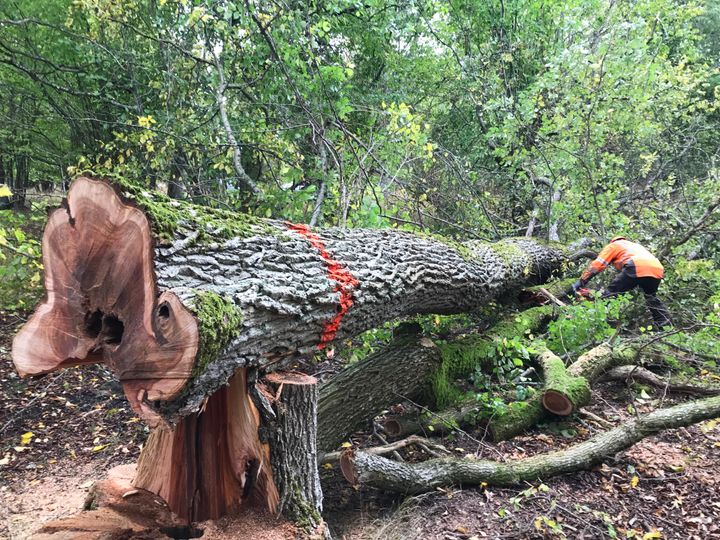 En smittad alm på Gotland har fällts för att tas om hand. Foto: Amanda Magnusson Overmark/Skogsstyrelsen (Bilden får användas fritt i samband med rapportering om den här nyheten.)